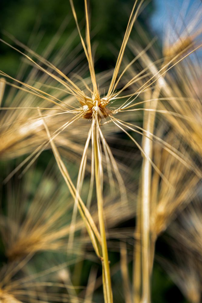 17 Rang 131 Bakr Nazmi